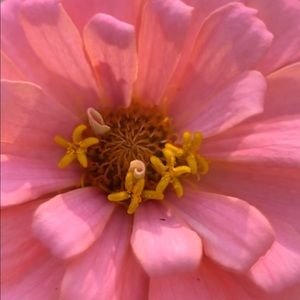 Meet your Posher, Nori